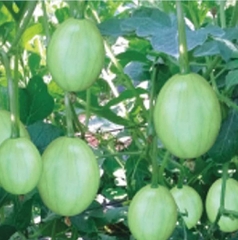 Hạt Giống Dưa Hấu Nụ - Dưa Hồng - Dưa Canh