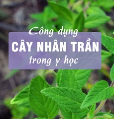 Hạt Giống Cây Nhân Trần