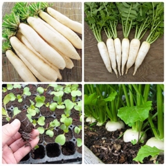 Hạt Giống Củ Cải Trắng Bạch Tuyết F1