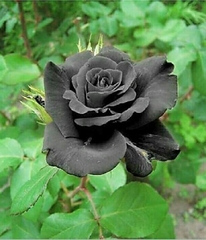 Hạt Giống Hoa Hồng Đen
