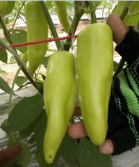 Hạt Giống Ớt Ngọt Đùi Gà Thái Lan - Gói 0,5gr