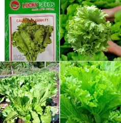 Hạt giống rau cải mù tạp - Gói 5gram