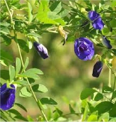 Hạt Giống Hoa Đậu Biếc Kép