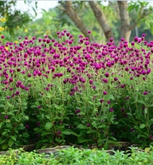 Hạt Giống Hoa Cúc Bách Nhật Tím