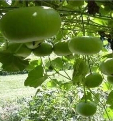 Hạt Giống Bầu Quả Tròn F1
