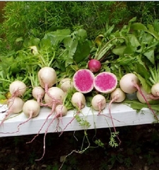 Hạt Giống Củ Cải Cherry Trắng Ruột Đỏ