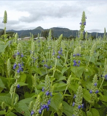 Hạt Giống Hạt Chia - Mỹ (Salvia hispanica)
