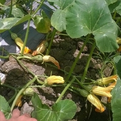 Hạt Giống Bí Siêu Nụ Cao Sản