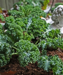 Hạt giống rau cải xoăn xanh - cải kale xanh