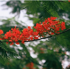 Hạt Giống Hoa Phượng Vĩ Đỏ