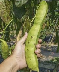Hạt Giống Đậu Ngự