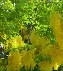 Hạt Giống Hoa Muồng Hoàng Yến ( Hoa Osaka Vàng )