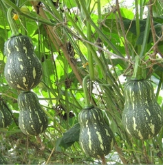 Hạt Giống Bí Đỏ Hạt Đậu F1