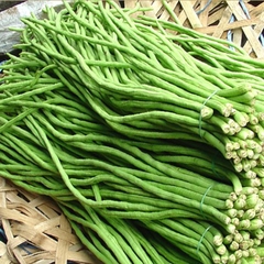 Hạt Giống Đậu Đũa Hạt Trắng Cao Sản