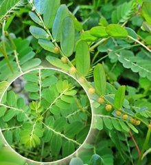 Hạt Giống Diệp Hạ Châu Đắng