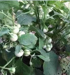 Hạt Giống Cà Pháo Trắng Cao Sản