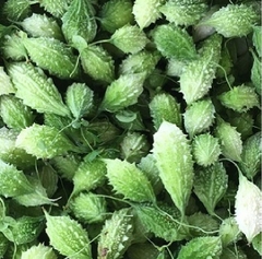 Hạt Giống Khổ Qua Rừng
