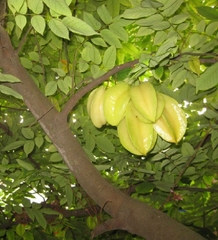 Hạt giống Cây khế ngọt - gói 5 hạt