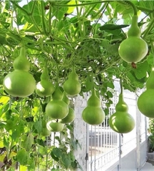 Hạt Giống Bầu Hồ Lô Cao Sản