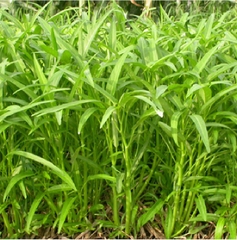 Hat Giống Rau Muống Cao Sản Lá Tre