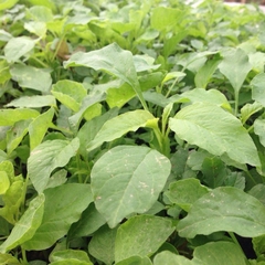 Hạt Giống Rau Dền Xanh Cao Sản ( Lá Tròn ) - Gói 20gram