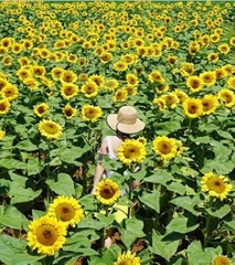 Hạt Giống Hoa Hướng Dương Cao