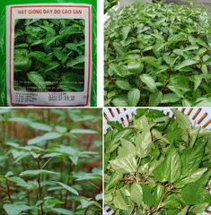 Hạt Giống Rau Đay Đỏ