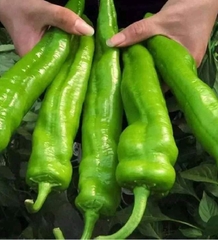 Hạt Giống Ớt Sừng Ngọt F1