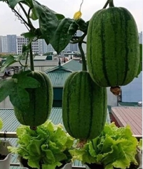 Hạt Giống Mướp Táo Ngọt F1
