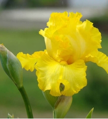 Hạt Giống Diên Vĩ Vàng (Iris Vàng)