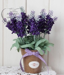 Hạt Giống Hoa Oải Hương ( Lavender)