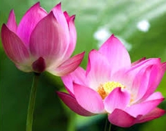 Hạt giống hoa sen lớn ( sen ta ) mix màu