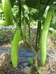 Hạt Giống Cà Xanh Mỡ Dài