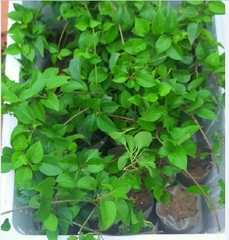 Hạt Giống Lá Giang  - Gói 10 hạt
