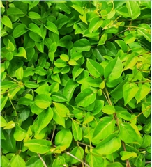 Hạt Giống Lá Giang  - Gói 10 hạt
