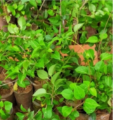 Hạt Giống Lá Giang  - Gói 10 hạt