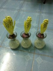 Bộ 5 Củ Giống Hoa Tiên Ông ( Hoa Dạ Lan Hương ) Mix Màu