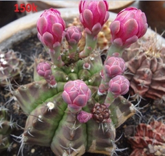 Hạt giống hoa xương rồng gấm mix màu