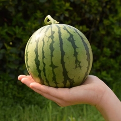 Hạt Giống Dưa Hấu Táo Ruột Đỏ Red Sugar Baby