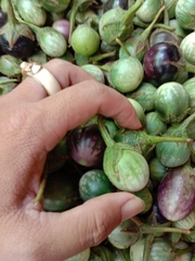 Hạt Giống Cà Đắng Tây Nguyên