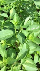 Hạt Giống Rau Thơm Sả (Húng Trắng) - Gói 2 gram