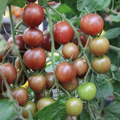 Hạt Giống Cà Chua Bi Socola F1 (Cà Chua Cherry)