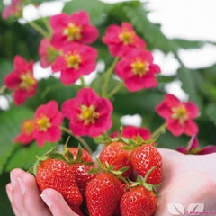 Hạt Giống Dâu Tây Đỏ Chịu Nhiệt