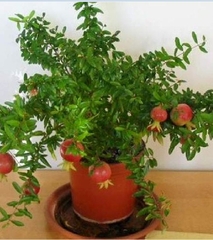 Hạt Giống Lựu Lùn Bonsai