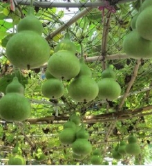 Hạt Giống Bầu Hồ Lô Cao Sản