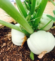 Hạt Giống Bi Ngô Tí Hon Mix Màu