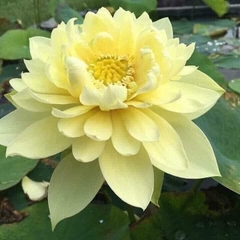 Hạt Giống Hoa Sen Bách Diệp Vàng