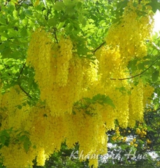 Hạt Giống Hoa Muồng Hoàng Yến ( Hoa Osaka Vàng )
