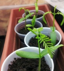 Hạt Giống Hoa Phượng Tím