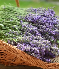 Hạt Giống Hoa Oải Hương ( Lavender)